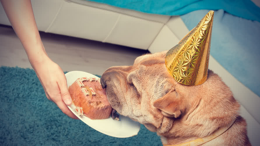 dog with a birthday cap