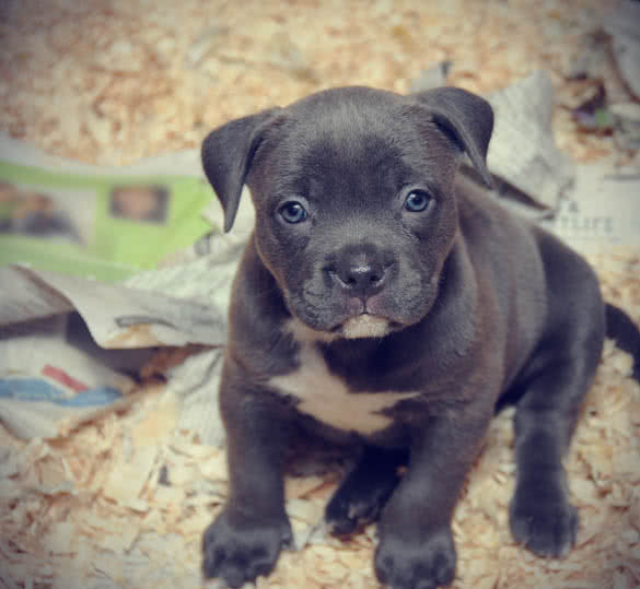 Purebred Canine Blue Nose American Bully Puppy in Whelping Box Razors Edge Breed