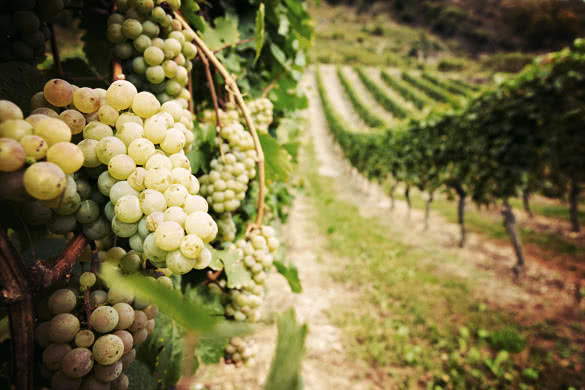 Vineyard with ripe white vine Riesling grapes in Germany