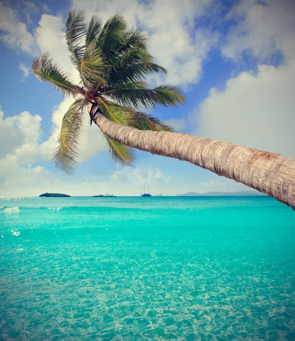 palm tree in tropical perfect beach