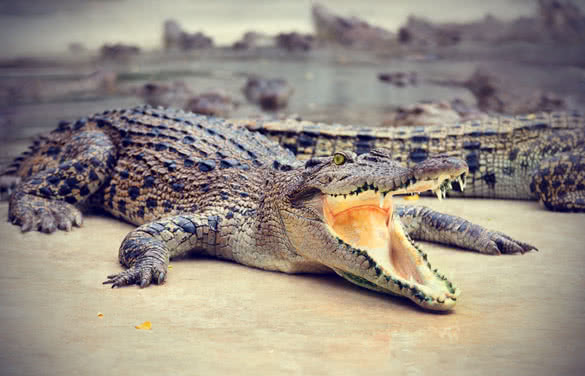 portrait of crocodiles in a farm