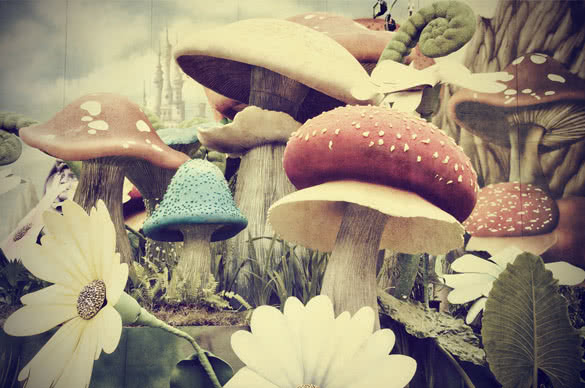 mushrooms in garden