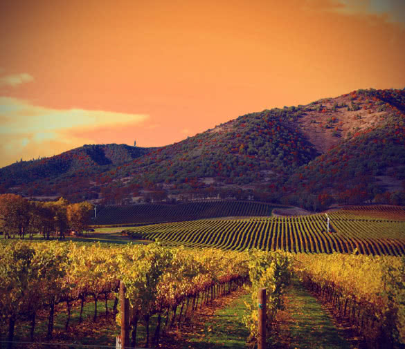 rows of grape vines in vineyard at sunset