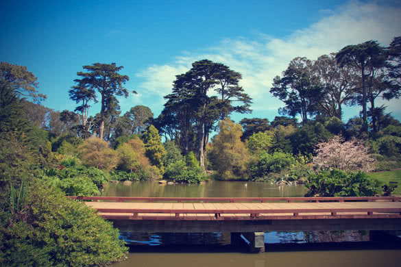 wooden bridge across a lake in golden gate park