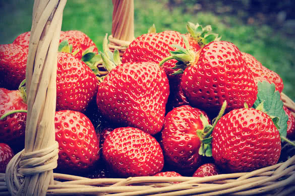 Strawberries in the Garden