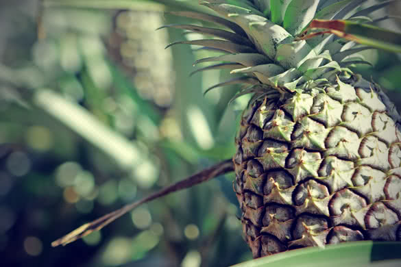 pineapple fruit on the ground