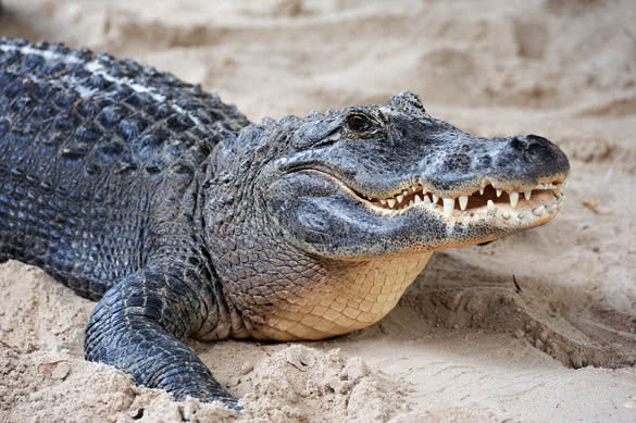 Alligator closeup on sand in Gator Park in Miami