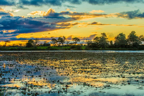 Colorful sunset in Pantanal