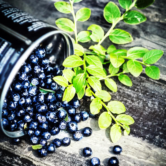 Fresh Blueberry with green leaves in a metal bucket