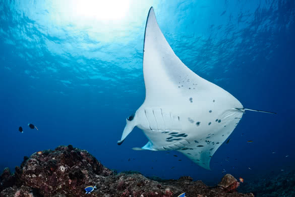 Manta ray in Indian Ocean