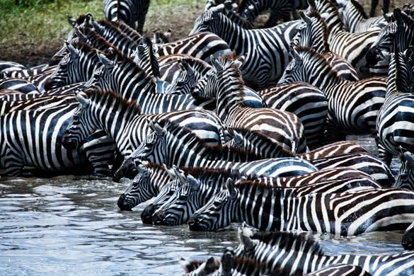 A herd of zebras takes to the watering hole