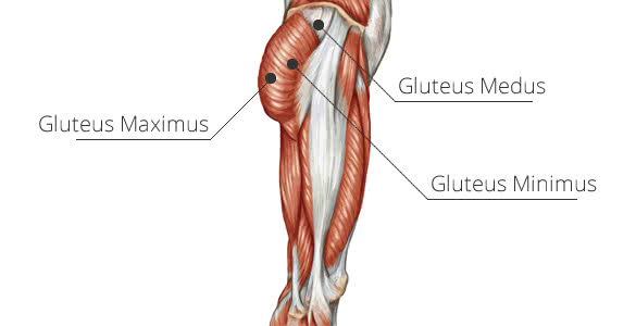 gluteal-muscles