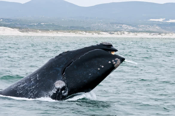 A Southern Right Whale breaching just off the coast of Hermanus in South Africa