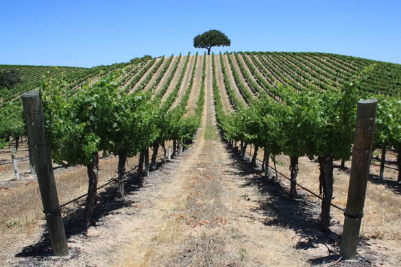 Beautiful rows of grape vines in California