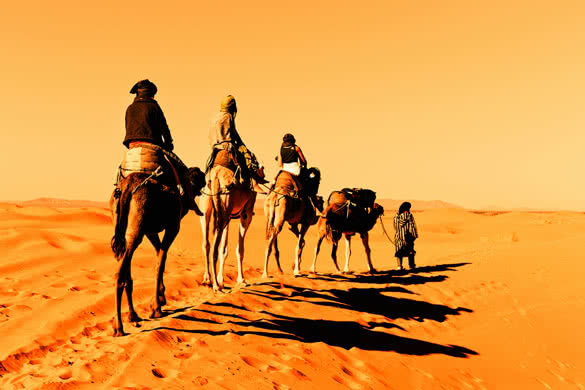 Camel caravan going through the sand dunes in the Sahara Desert Morocco