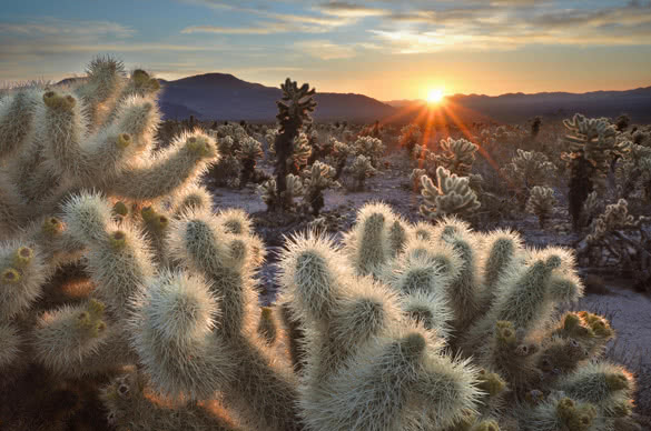 Chollas Cactus Sunrise Joshua Tree National Park
