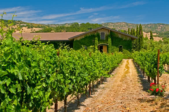 vineyards of napa valley