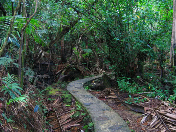 Puerto Rico  rain forests