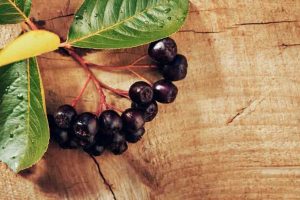 Health Benefits of Aronia Berries: The Superhero of Berries