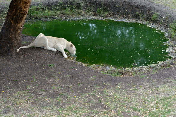 White lioness drinks from watering pool Mauritius Casela park