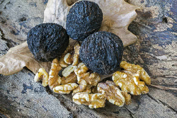 Black walnuts in still life on log