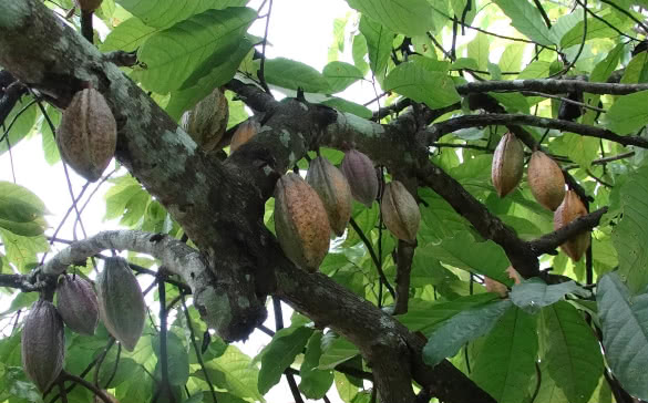 Cacao trees in Africa