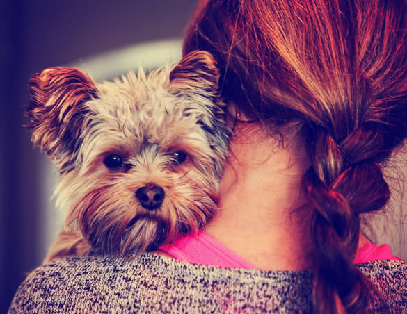a-cute-yorkshire-terrier-peeking-from-around-a-woman