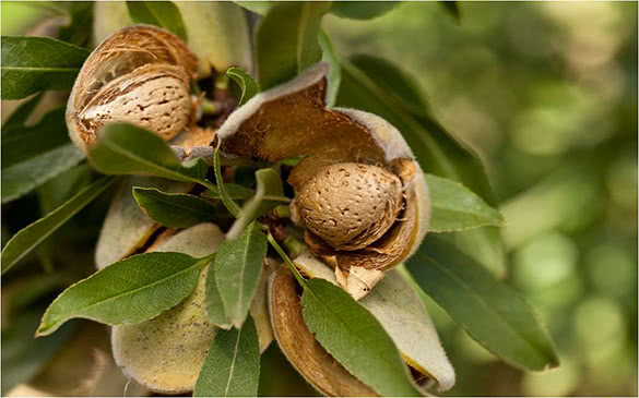 almonds-on-the-tree