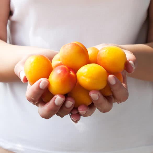 sweet apricots in hand