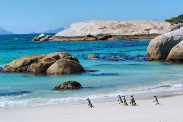 Shot in the Boulders Beach Nature Reserve