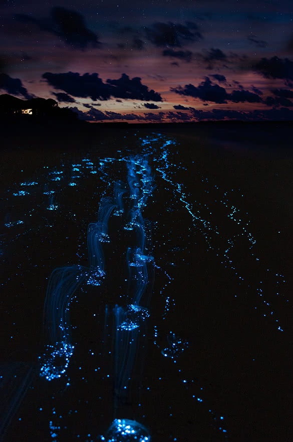 bioluminescent waves maldives