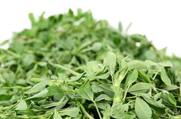 Alfalfa leaves