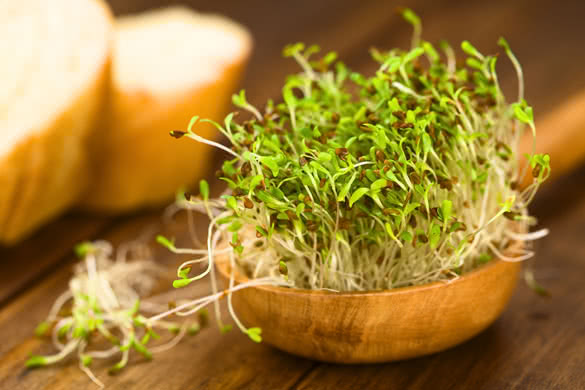 Sprouted alfalfa seeds on wooden spoon