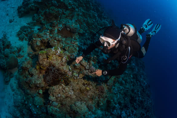 The diver take photo of octopus at the bottom of the Red Sea
