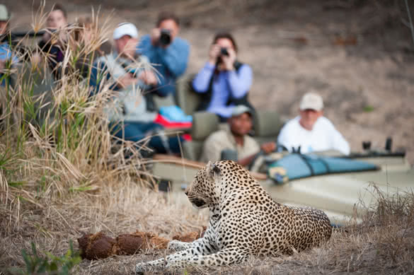 colour photograph of an in-focus leopard resting on a rise in the foreground with a safari vehicle filled with tourists looking on in the background