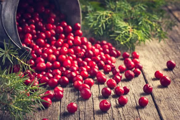 fresh cranberry