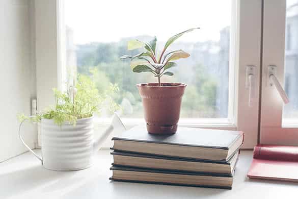 How To Grow An Indoor Herb Garden