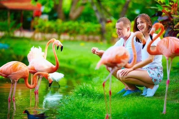 young couple feeding flamingo birds with hands on pond