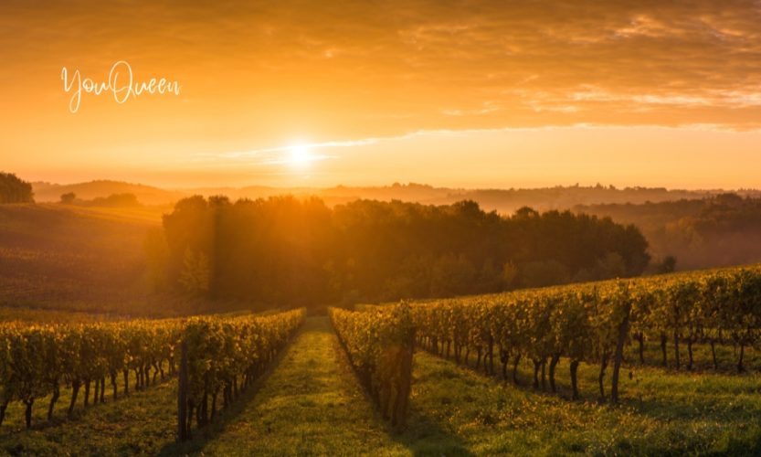 12 Amazing Vineyards You Must Visit