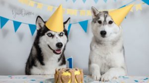 3 Best Dog Birthday Cake Recipes