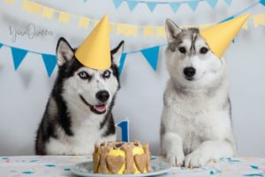 3 Best Dog Birthday Cake Recipes