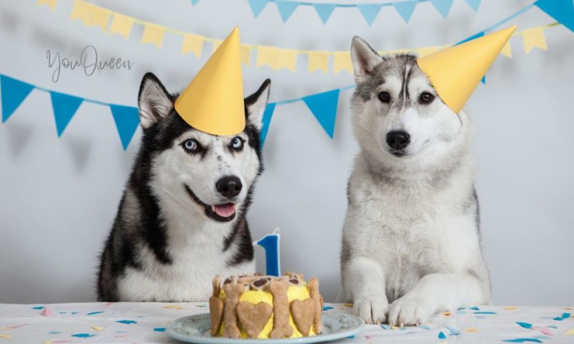 3 Best Dog Birthday Cake Recipes